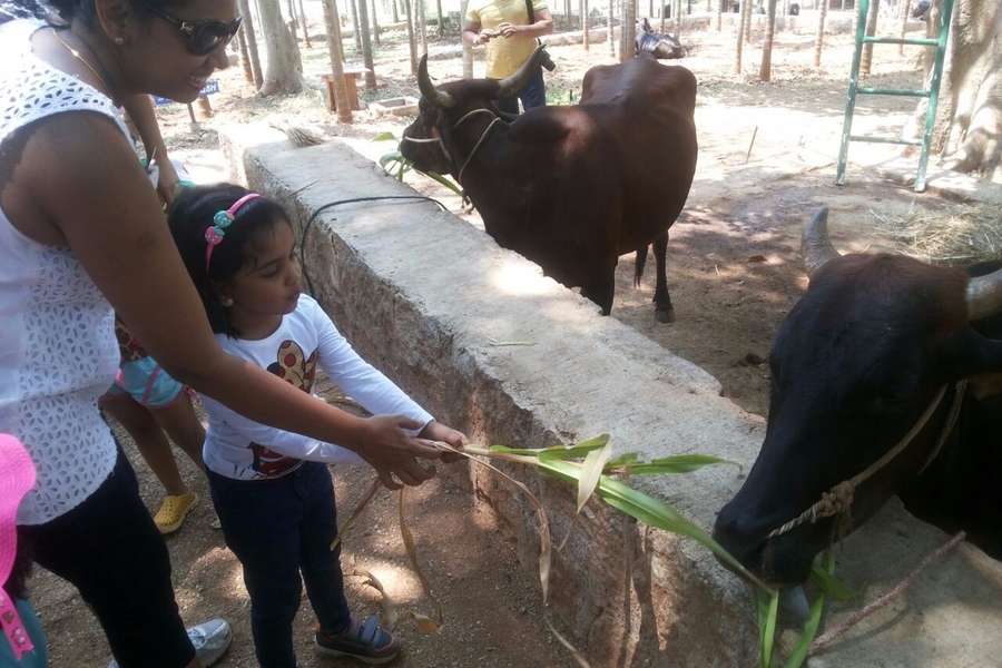 A day out at the farm: In the words of a 4-years-old
