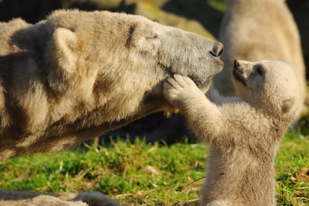 What Kind of a Animal Mother Are You?