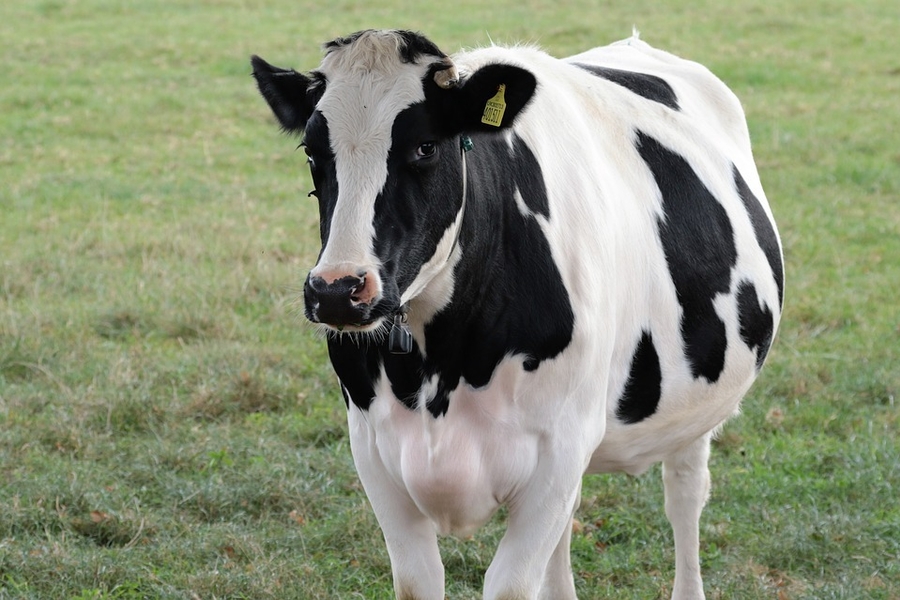 Fine Motor Skills Activity &#8211; Milking A Cow