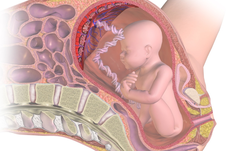 Placental Grading: What It Means For Your Pregnancy