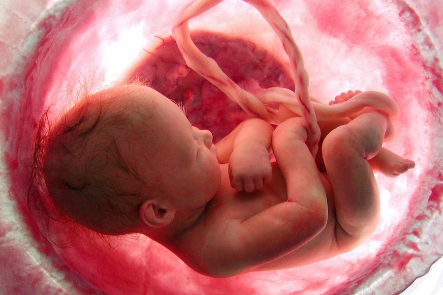 The Perspective Of A Baby: Voice Inside The Womb ( Part 1)