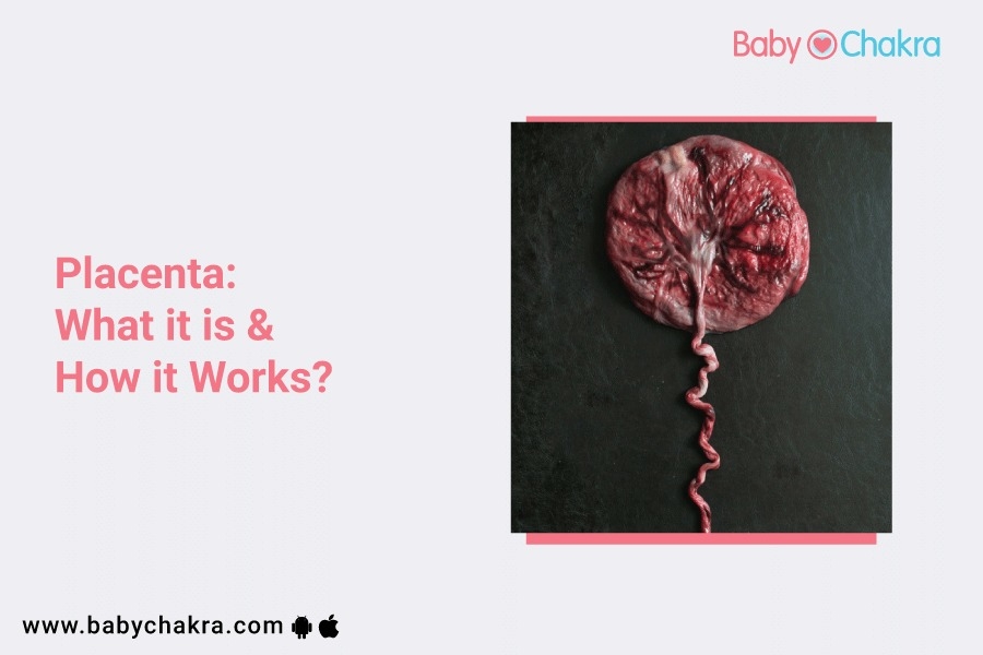 Placenta: What it is and How it Works?