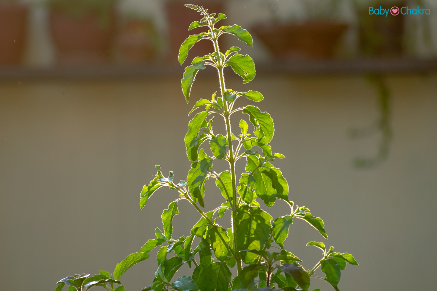 Benefits Of Tulsi For Kids