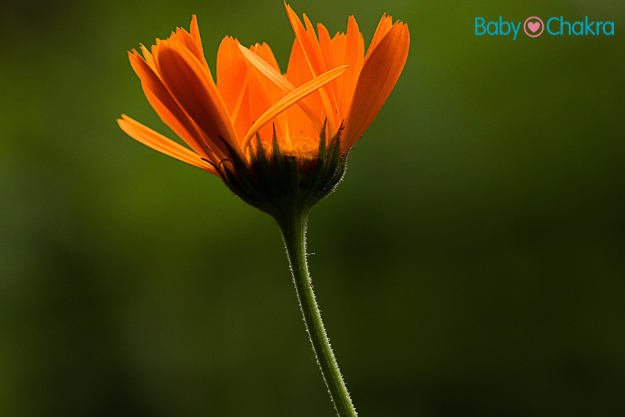 Is Calendula Oil Safe For Babies?