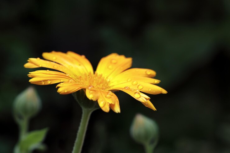 Calendula Extract On Baby&#8217;s Skin: 5 Benefits We Bet You Didn’t Know About